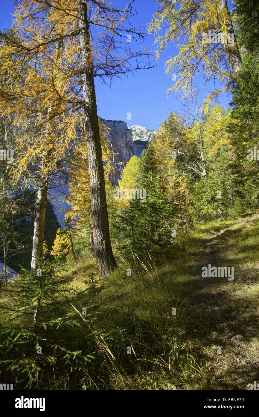 Alerce europeo común, alerce (Larix decidua, Larix europaea), bosque de alerces paisajes de montaña en otoño, Italia, el Tirol del Sur, Fanes National Park Foto de stock