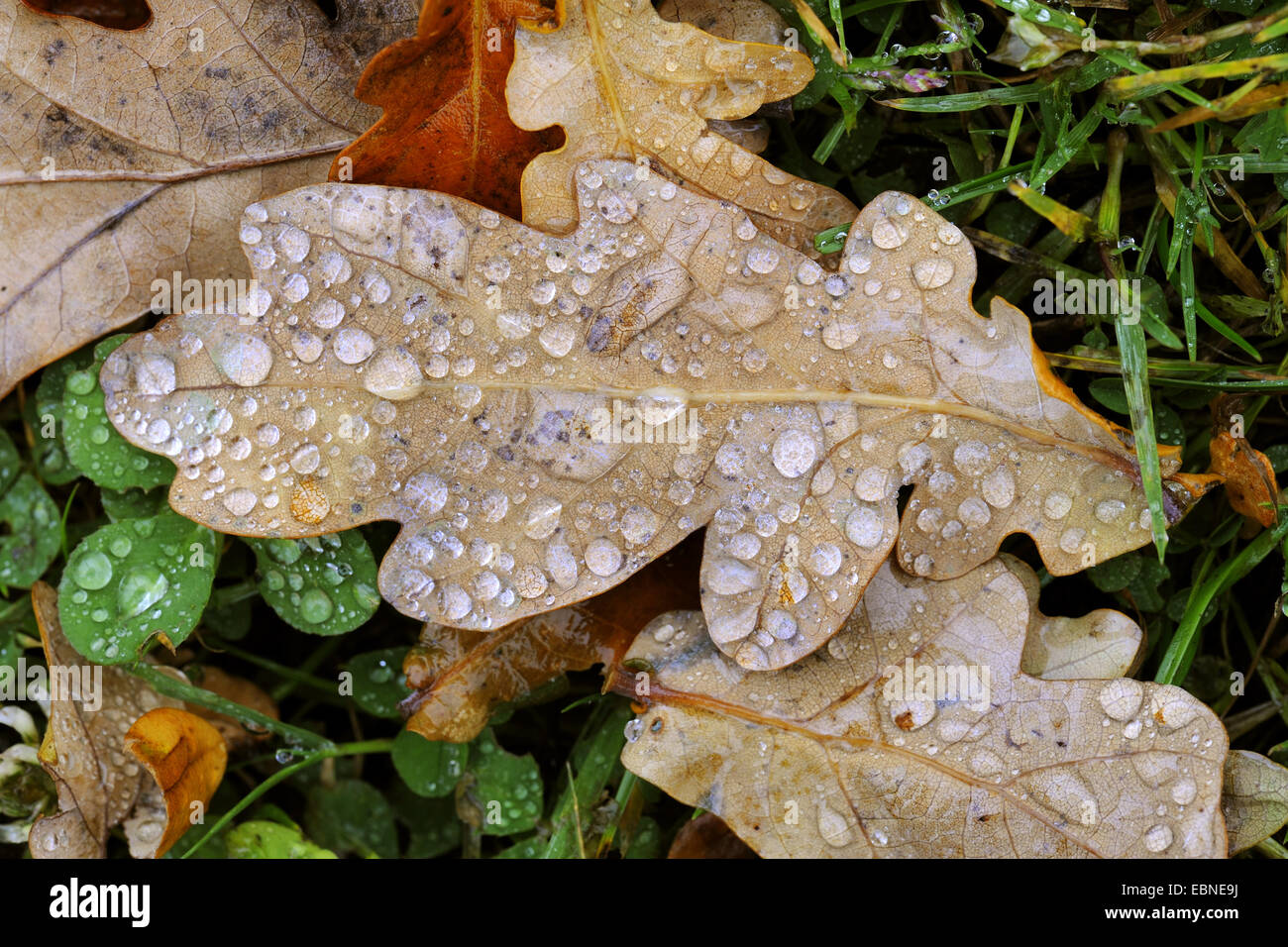 Roble común, roble pedunculate, Inglés de roble (Quercus robur), hojas de roble con gotas de lluvia, Dinamarca Foto de stock