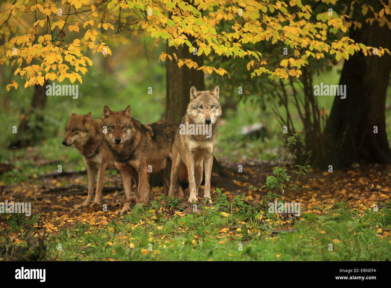 Unión lobo gris (Canis lupus lupus), tres lobos en otoño bosque, Alemania, Baviera Foto de stock