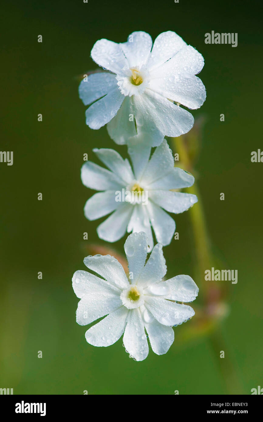 Blanco Campion (Silene latifolia subsp. alba, Silene alba, Silene pratensis, Melandrium album), flores con gotas de lluvia, Alemania Foto de stock
