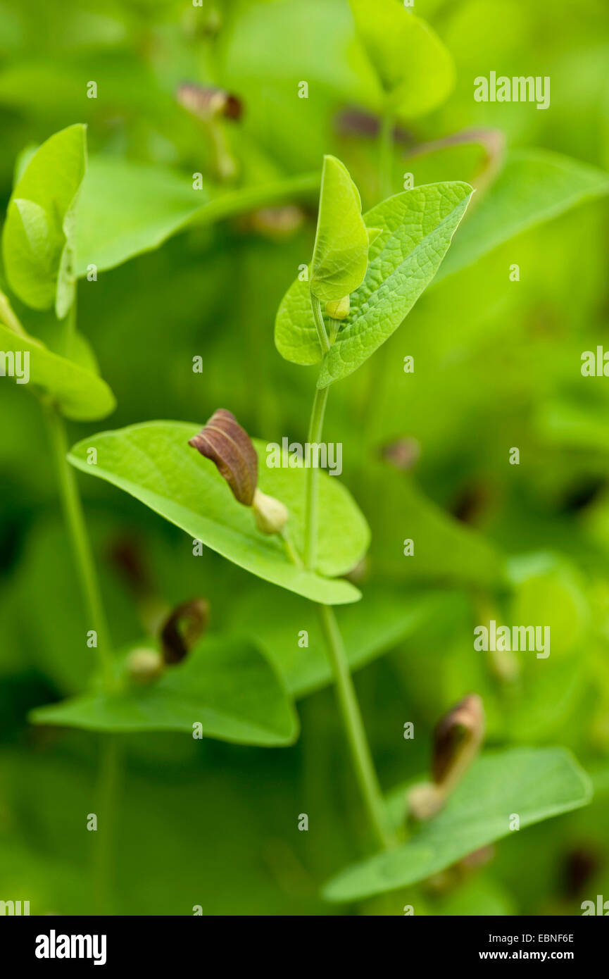 Round-hojas, Birthwort Smearwort (Aristolochia rotunda), floreciendo Foto de stock