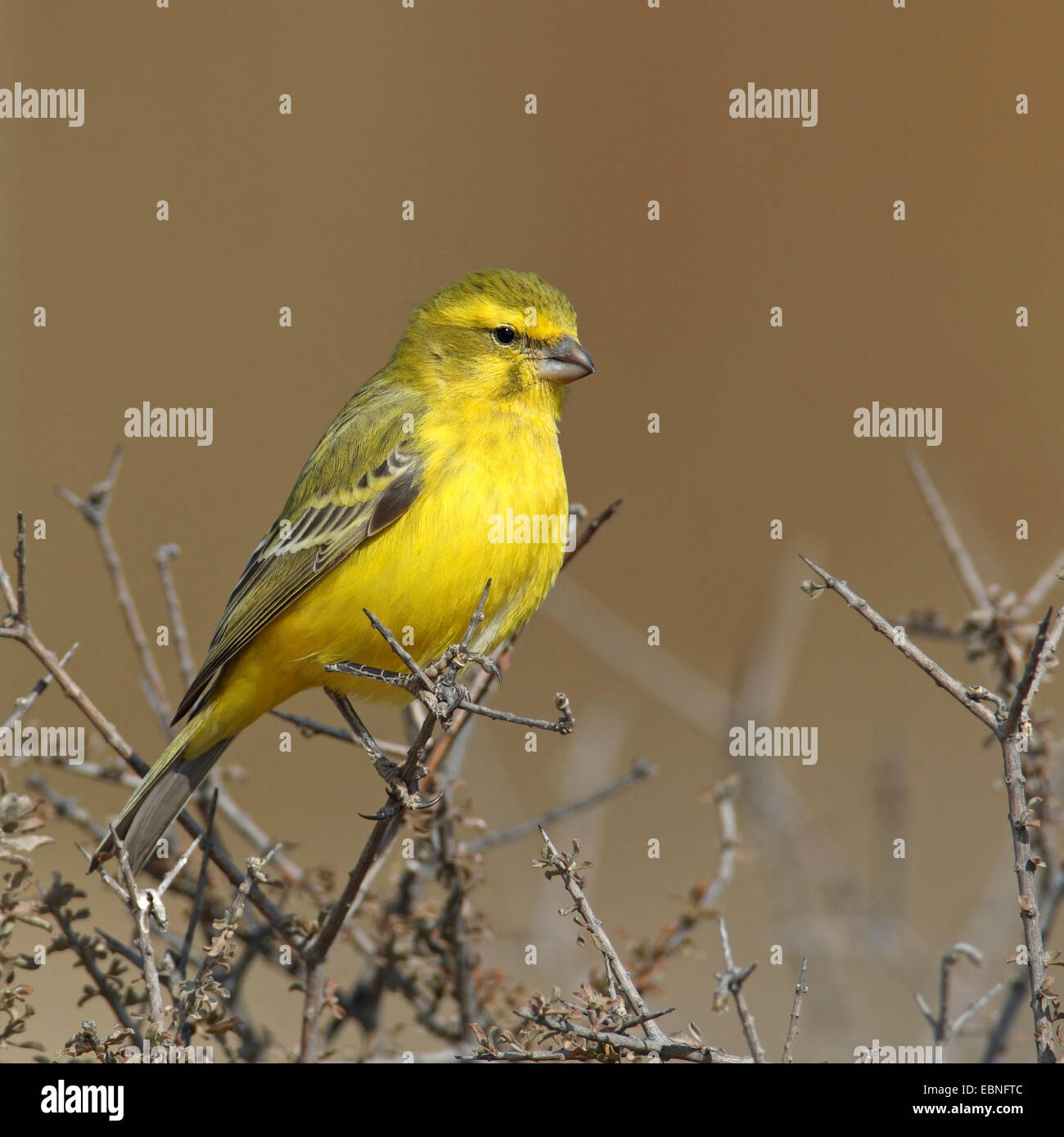 My Image 3