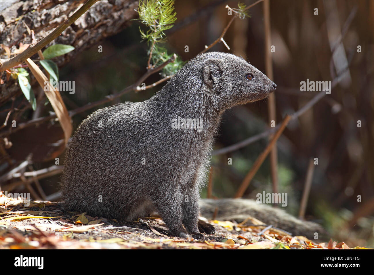 La Mangosta gris del Cabo (Galerella pulverolenta), sentado en el suelo