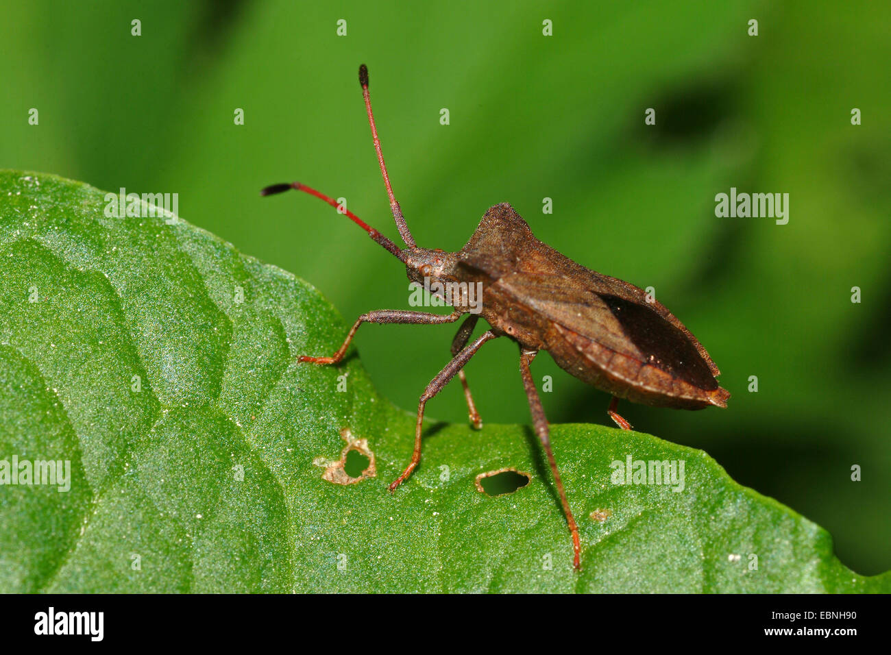Squash bug (Coreus marginatus, Mesocerus marginatus), sentada sobre una hoja, Alemania Foto de stock