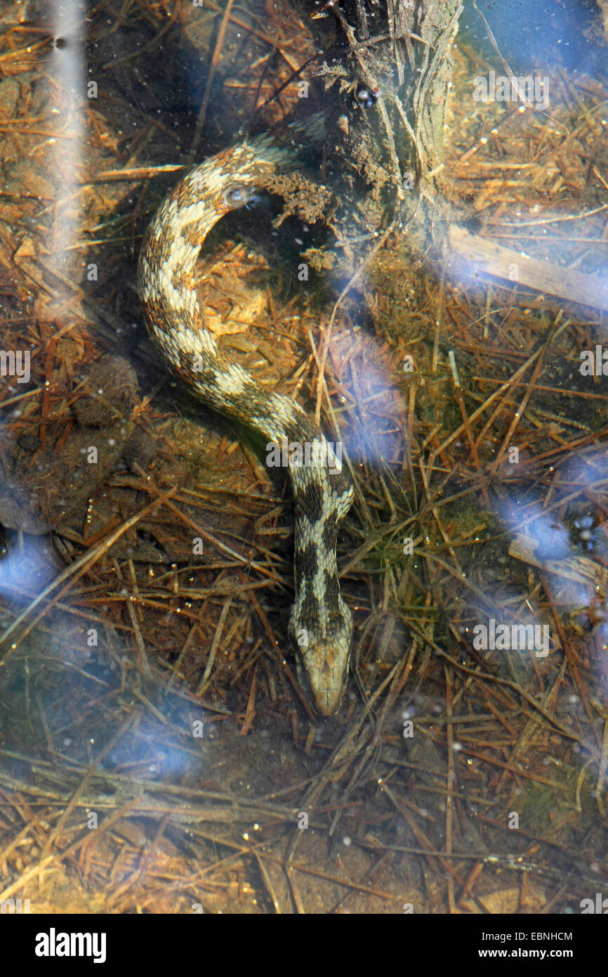 Bandas de serpientes de agua (Nerodia fasciata), una serpiente que yacía bajo el agua, Florida, EE.UU. Foto de stock