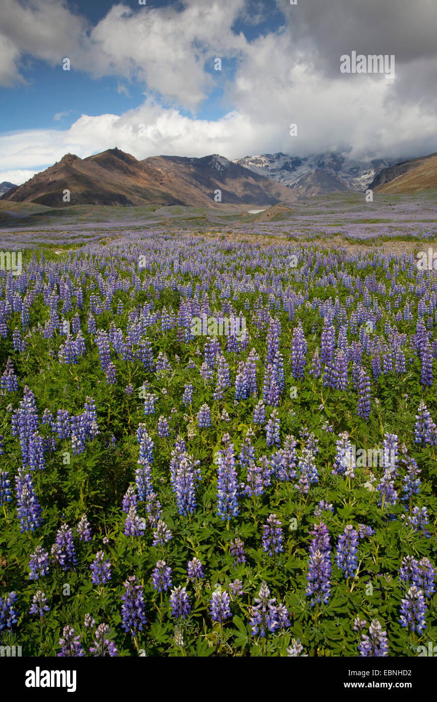 Nootka lupine, Alaska lupino (Lupinus nootkatensis), floreciendo Altramuces, Islandia, el Vatnajoekull Foto de stock