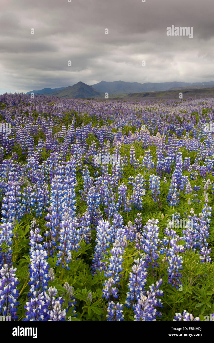 Nootka lupine, Alaska lupino (Lupinus nootkatensis), creciendo en-masse en verano, Islandia, Hofi Foto de stock
