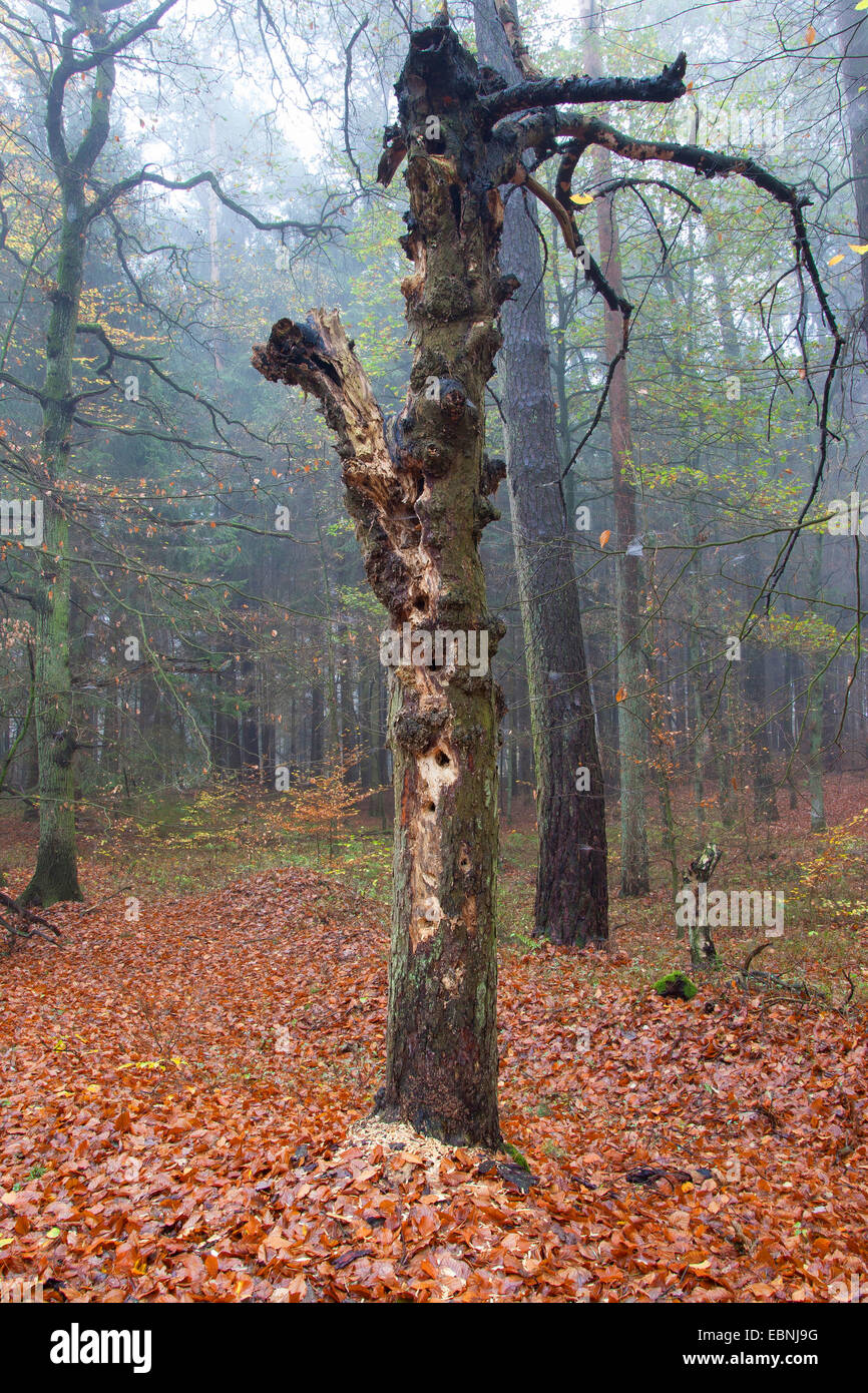 El carpintero ha hackeado muchos agujeros a la búsqueda de alimentos en un tronco podrido, Alemania Foto de stock