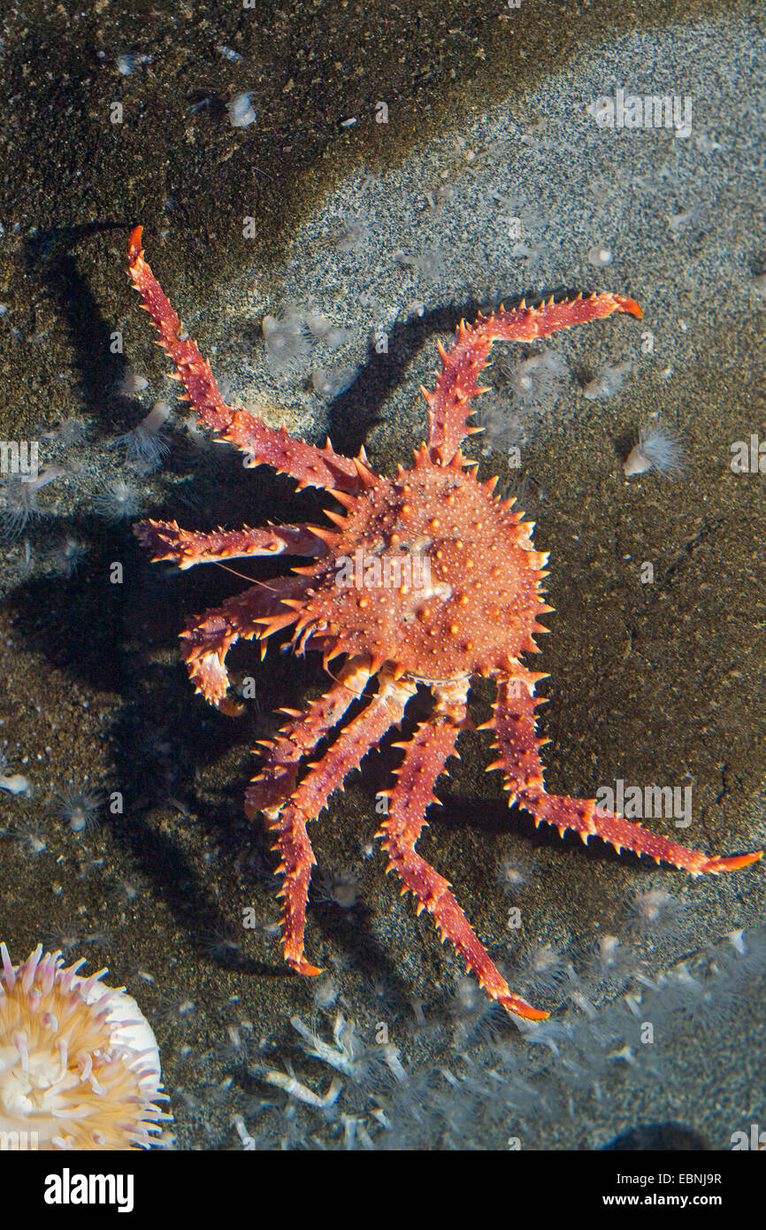 Stone Crab septentrional, centolla (Lithodes maja, Lithodes maja, Lithodes arctica), sobre una piedra con las anémonas de mar Foto de stock