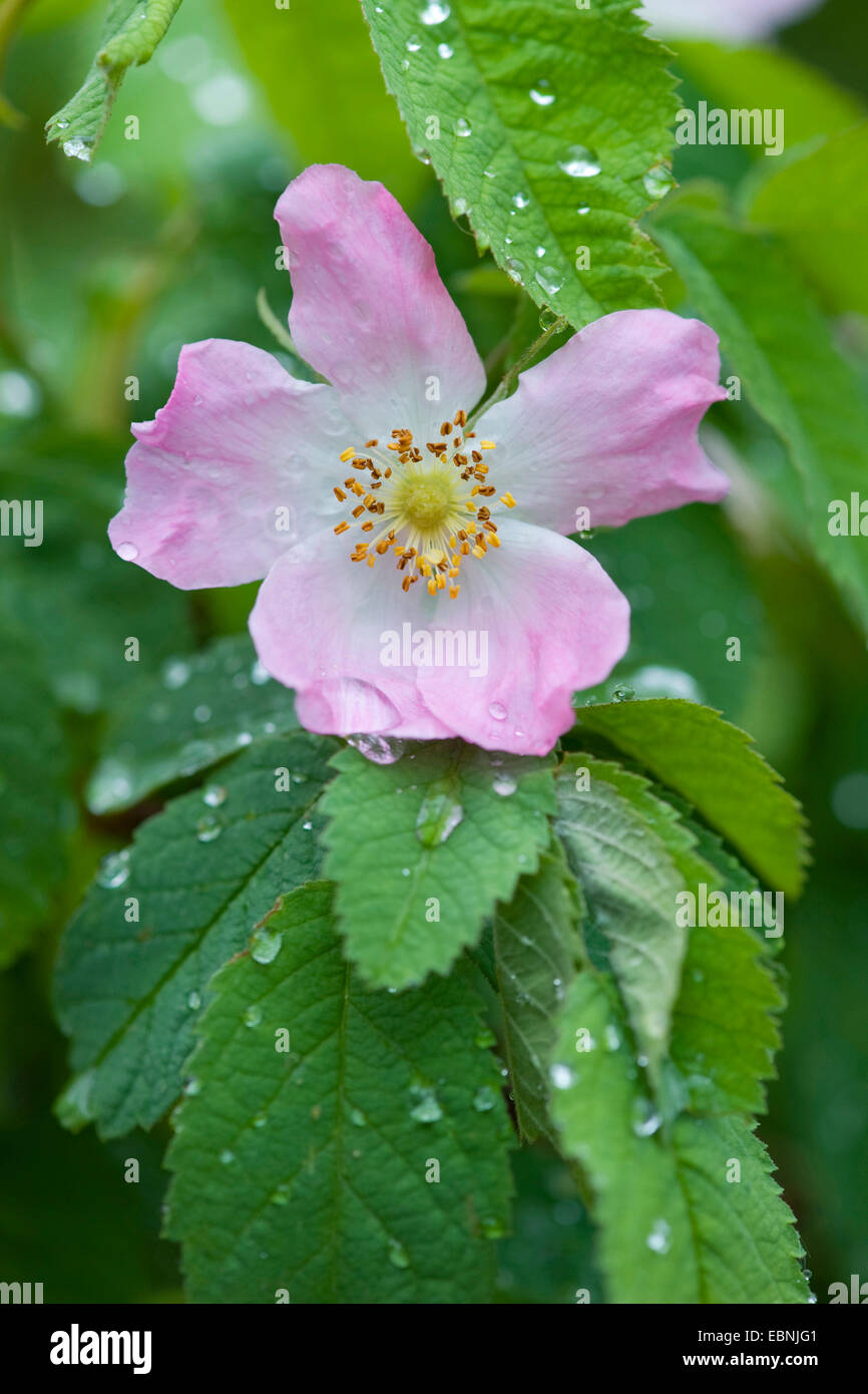 Downy Rose (Rosa villosa), flor con gotas de lluvia Foto de stock