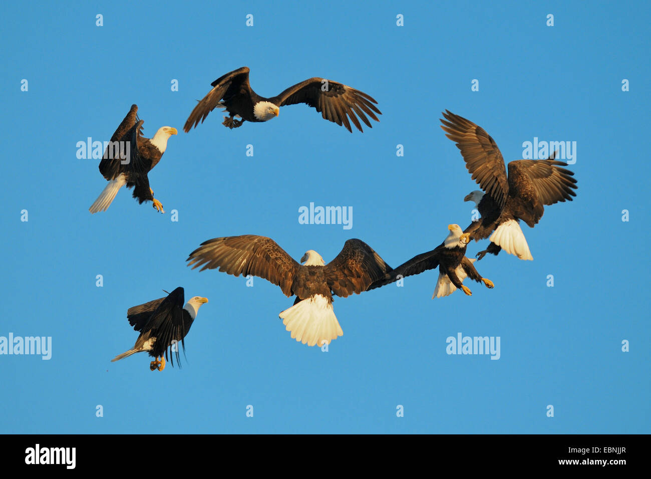 águilas en vuelo fotografías e imágenes de alta resolución - Alamy