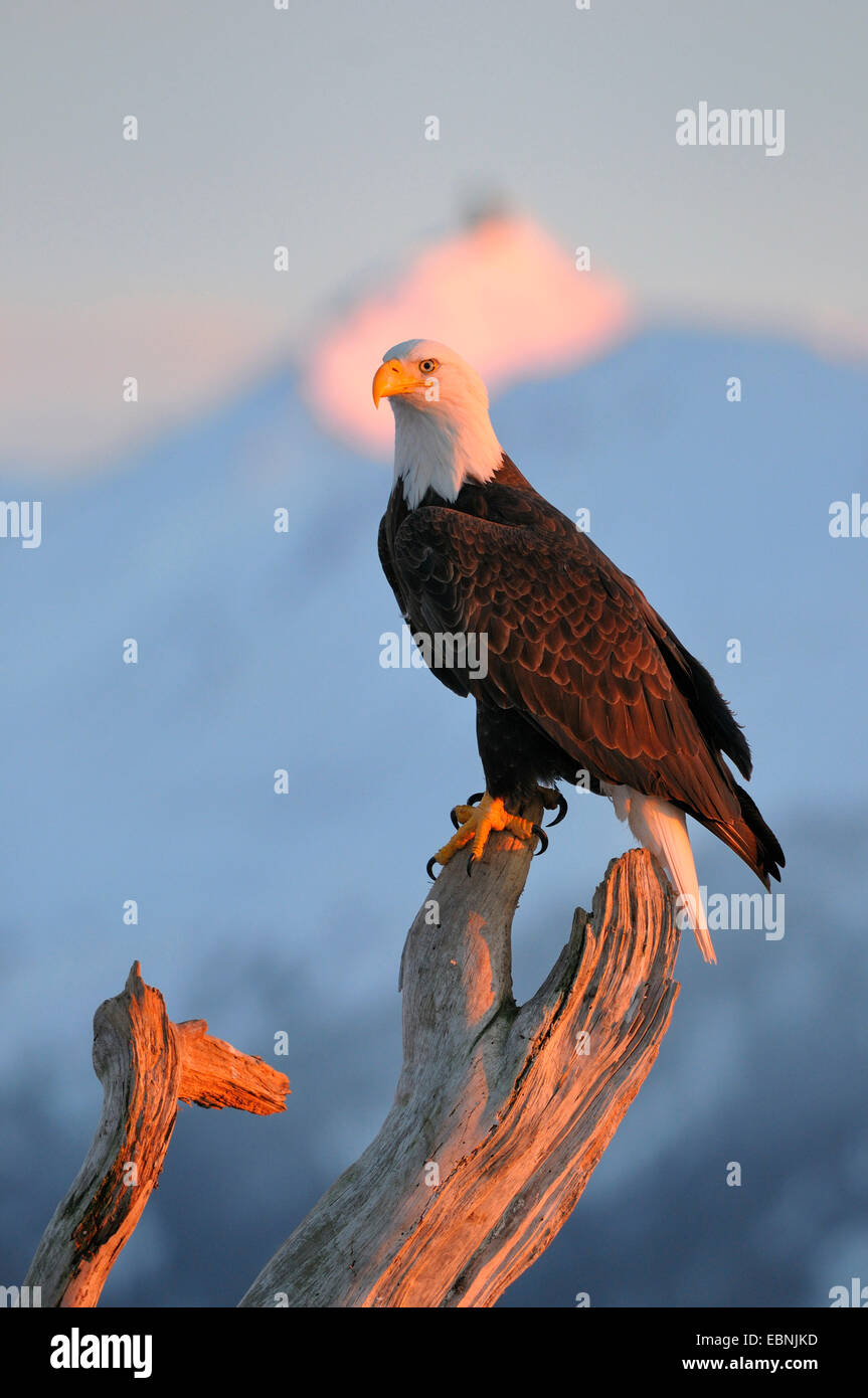 águila en las montañas fotografías e imágenes de alta resolución - Alamy