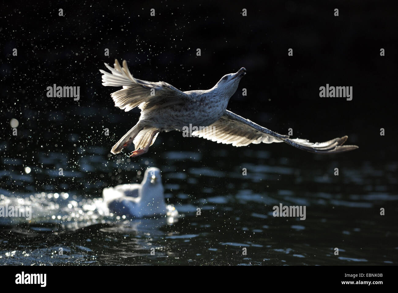 Gaviota argéntea (Larus argentatus), volar en back light, Noruega Foto de stock