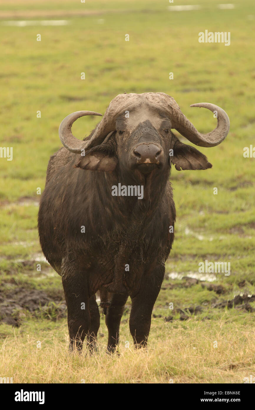 El búfalo africano (Syncerus caffer), mirando a la cámara, Kenya, el Parque Nacional de Amboseli Foto de stock
