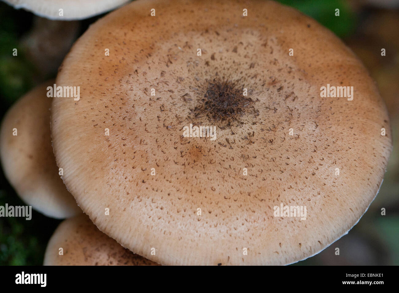 Miel oscura hongo, seta de miel (Armillaria ostoyae, Armillariella polymyces, Armillaria solidipes), vista desde arriba en la tapa, Alemania Foto de stock