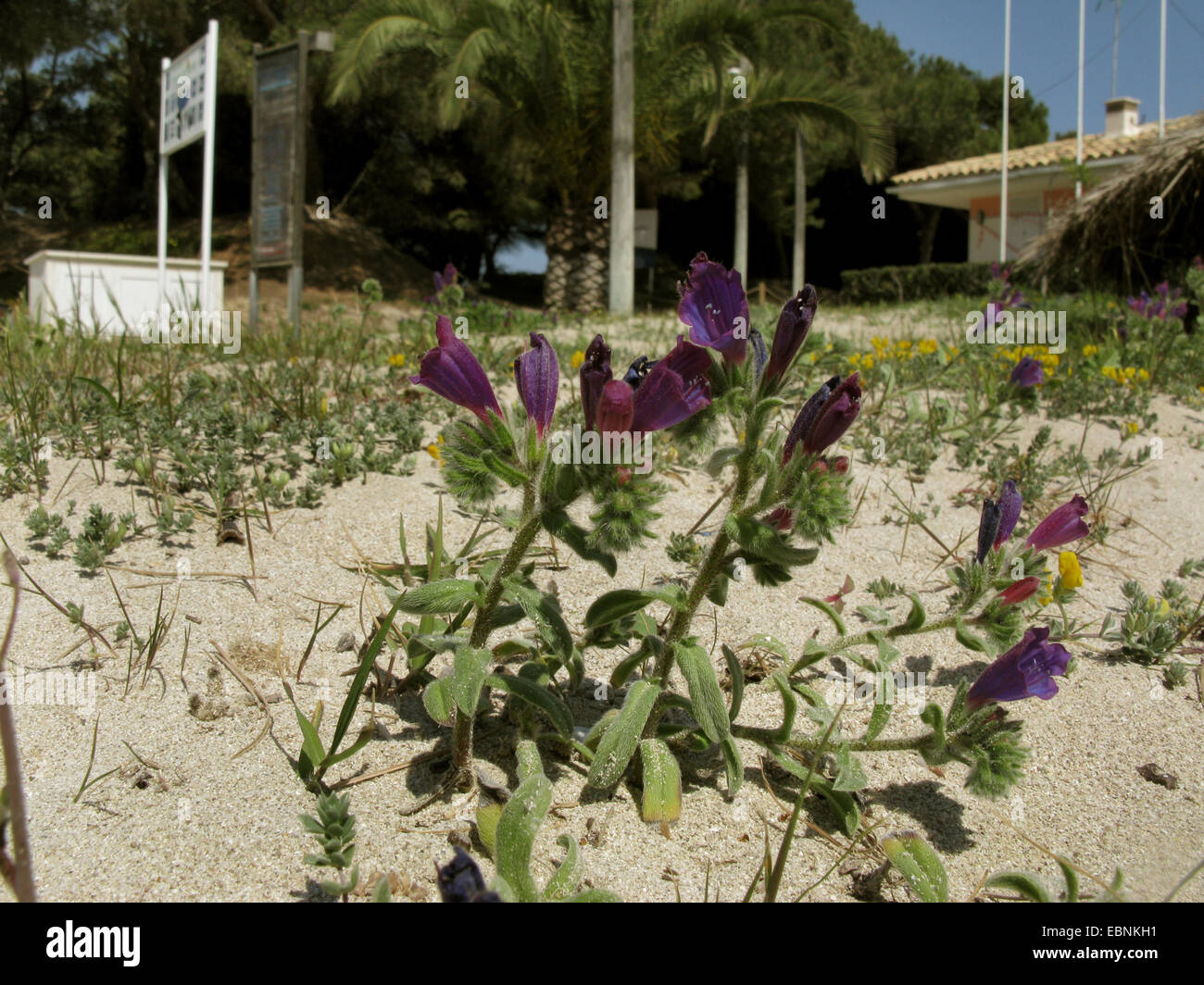 La Víbora de arena brillante (Echium sabulicola), en una duna, España, Balearen, Mallorca Foto de stock