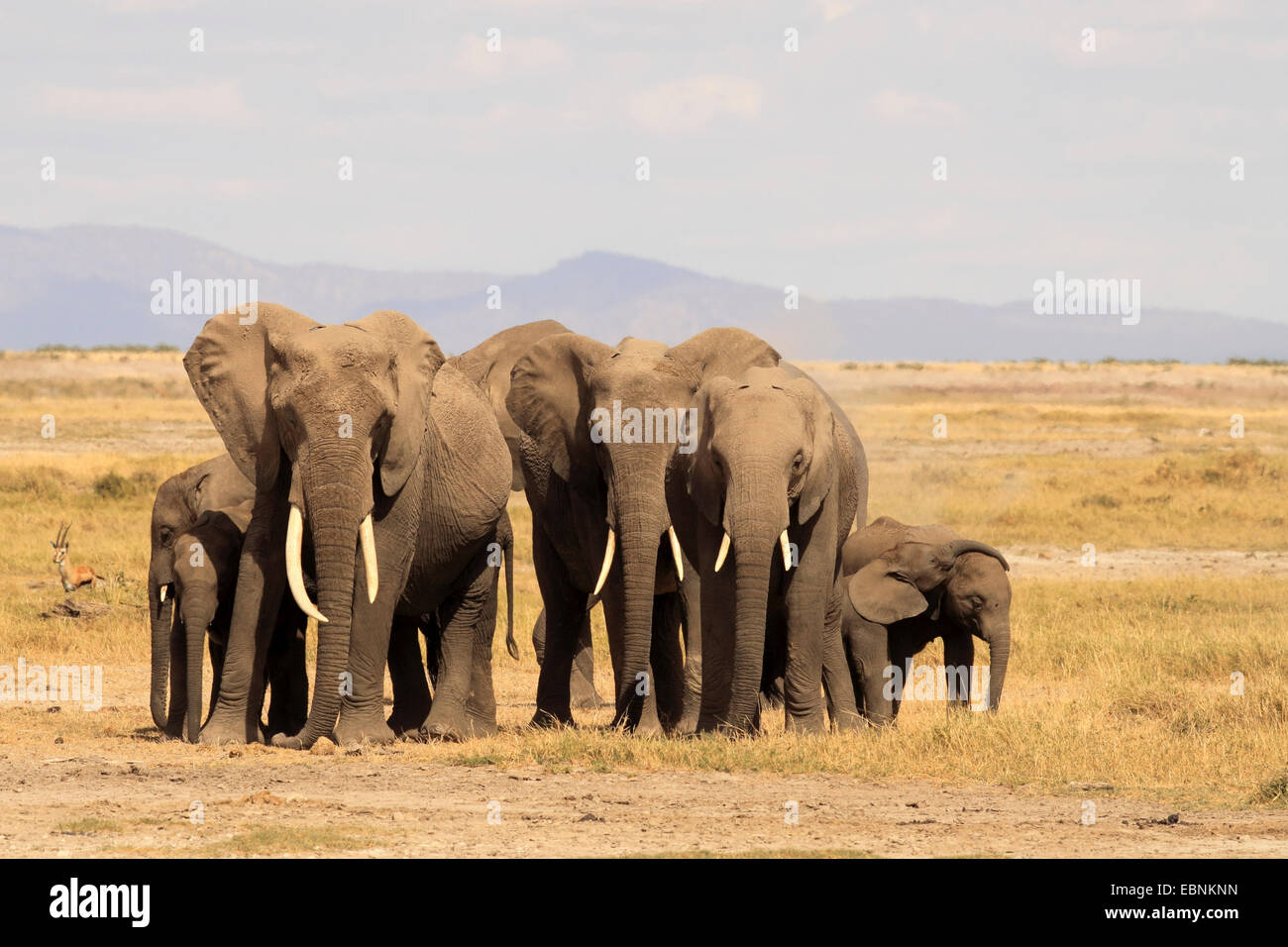 Elefante africano (Loxodonta africana), la manada de elefantes en Savannah, Kenya, el Parque Nacional de Amboseli Foto de stock