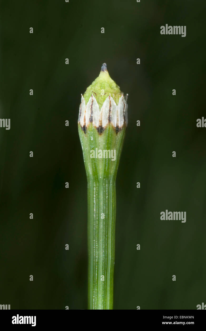 Zamburiña Equiseto o cola de caballo, variado decapado-rush (Equisetum variegatum), cono, Alemania Foto de stock