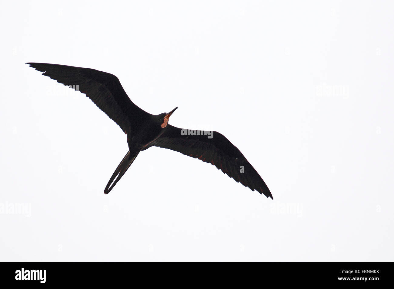 Magníficas Fragatas (Fregata magnificens), volando macho, Florida, EE.UU. Foto de stock
