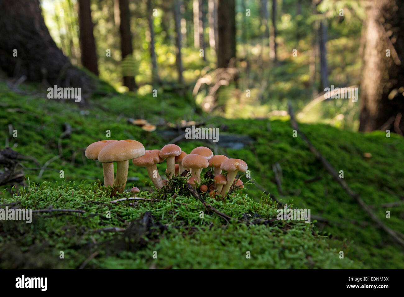 Miel oscura hongo, seta de miel (Armillaria ostoyae, Armillariella polymyces, Armillaria solidipes), órganos de fructificación en un árbol musgosas snag, Alemania, Baviera Foto de stock