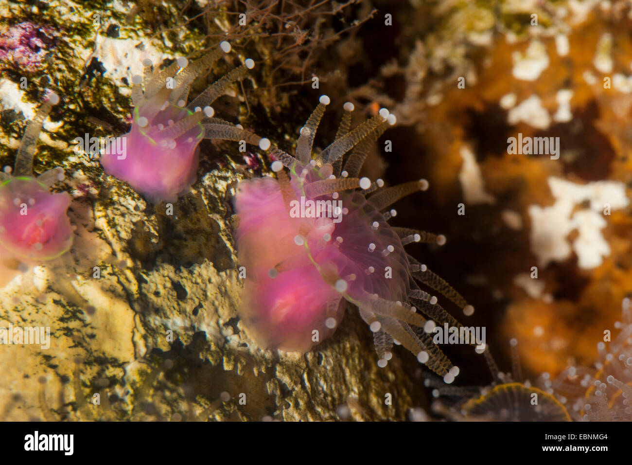 Anémona joya verde (Corynactis viridis), tres anémonas desde arriba Foto de stock