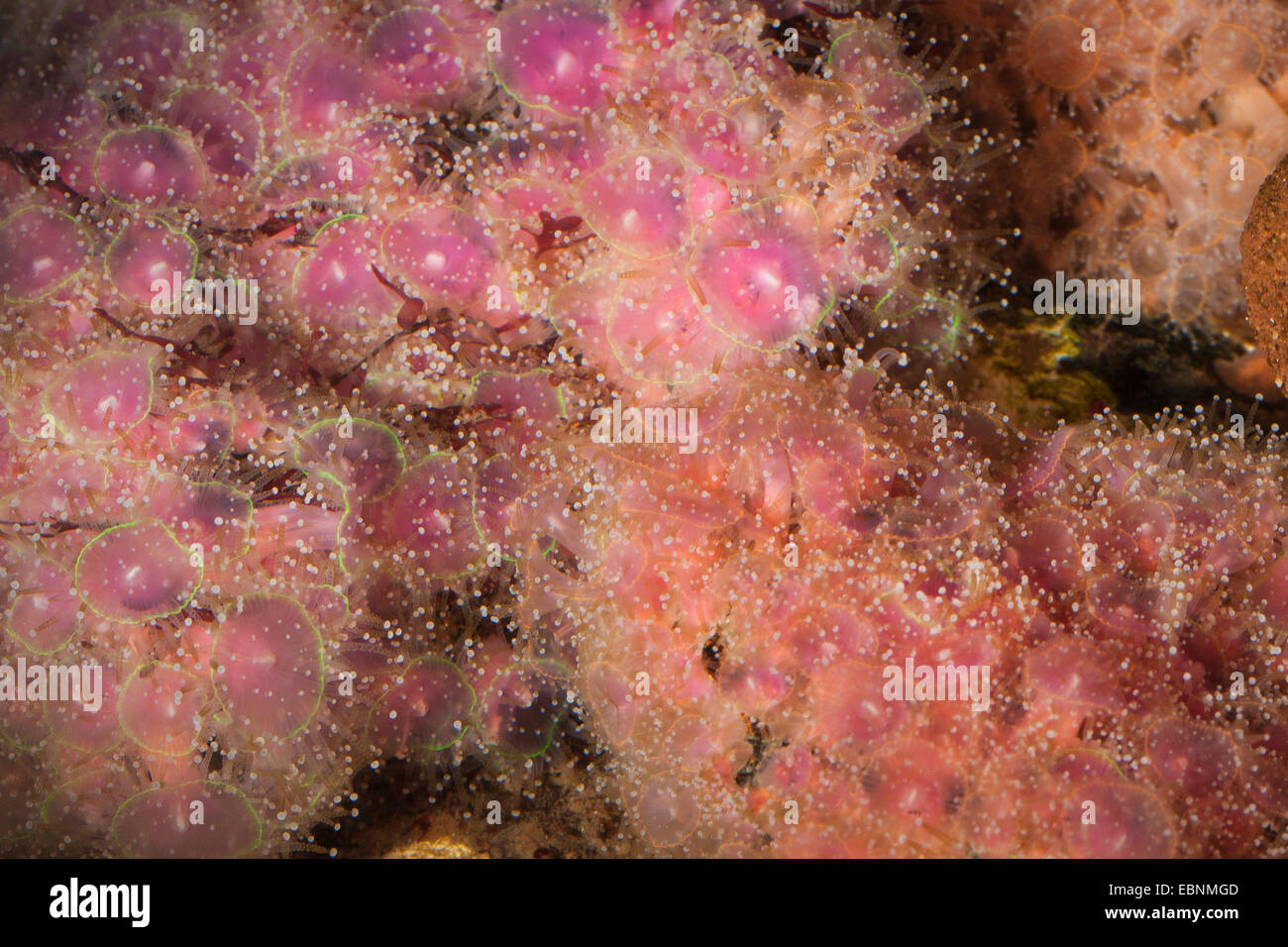 Anémona joya verde (Corynactis viridis), Colonia desde arriba Foto de stock