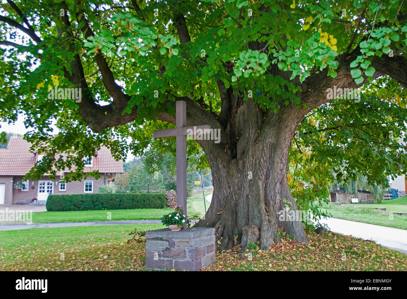 Tilo, tilo, tilo (Tilia spec.), 350 años Lime Tree, en Herstelle Teich-Linde en Renania del Norte-Westfalia, Alemania, Renania del Norte-Westfalia, Herstelle Foto de stock