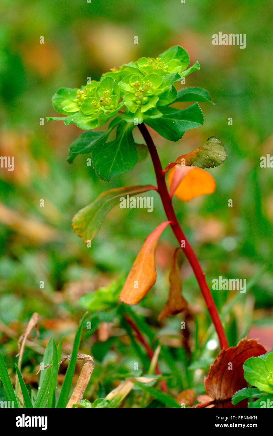 Sun spurge, wartweed, verano expurgo (Euphorbia helioscopia), floreciendo, Alemania Foto de stock