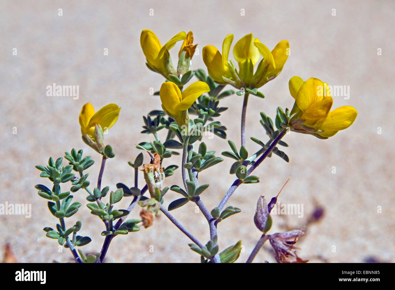 Trébol cretense (Lotus creticus), floreciendo Foto de stock