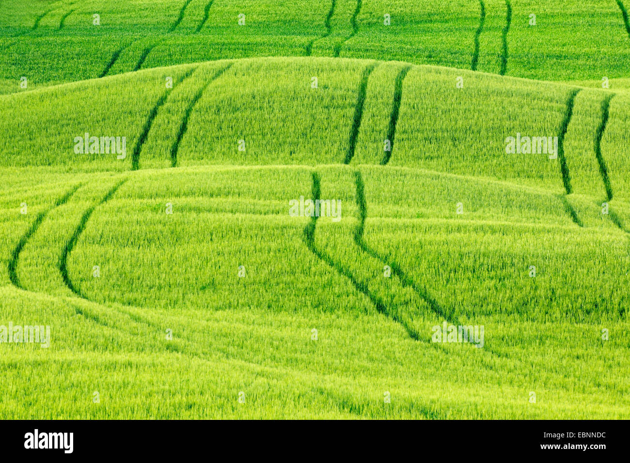 Verdes colinas cultivadas en primavera, Val d'Orcia, San Quirico d'Orcia, Italia, Toscana Foto de stock