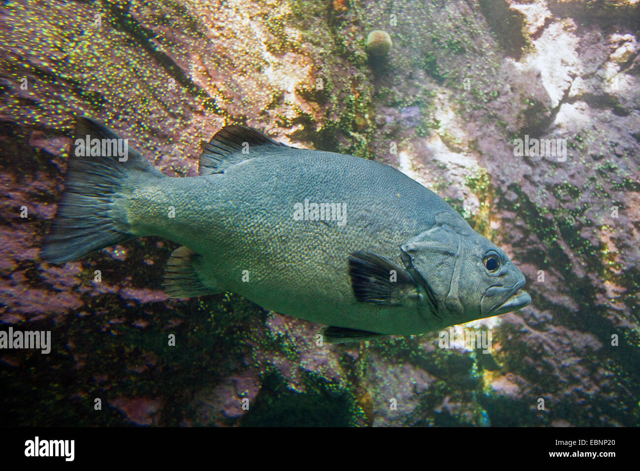 Restos de pescado, cherne, piedra bass (Polyprion americanus), natación Foto de stock
