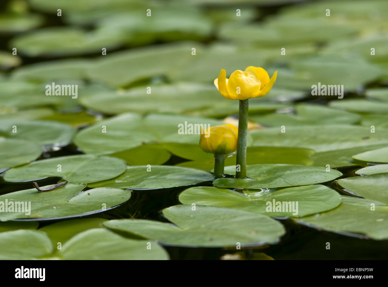 Unión amarillo-estanque de lirios de agua amarilla, lily (Nuphar lutea), con dos flores, Alemania Foto de stock