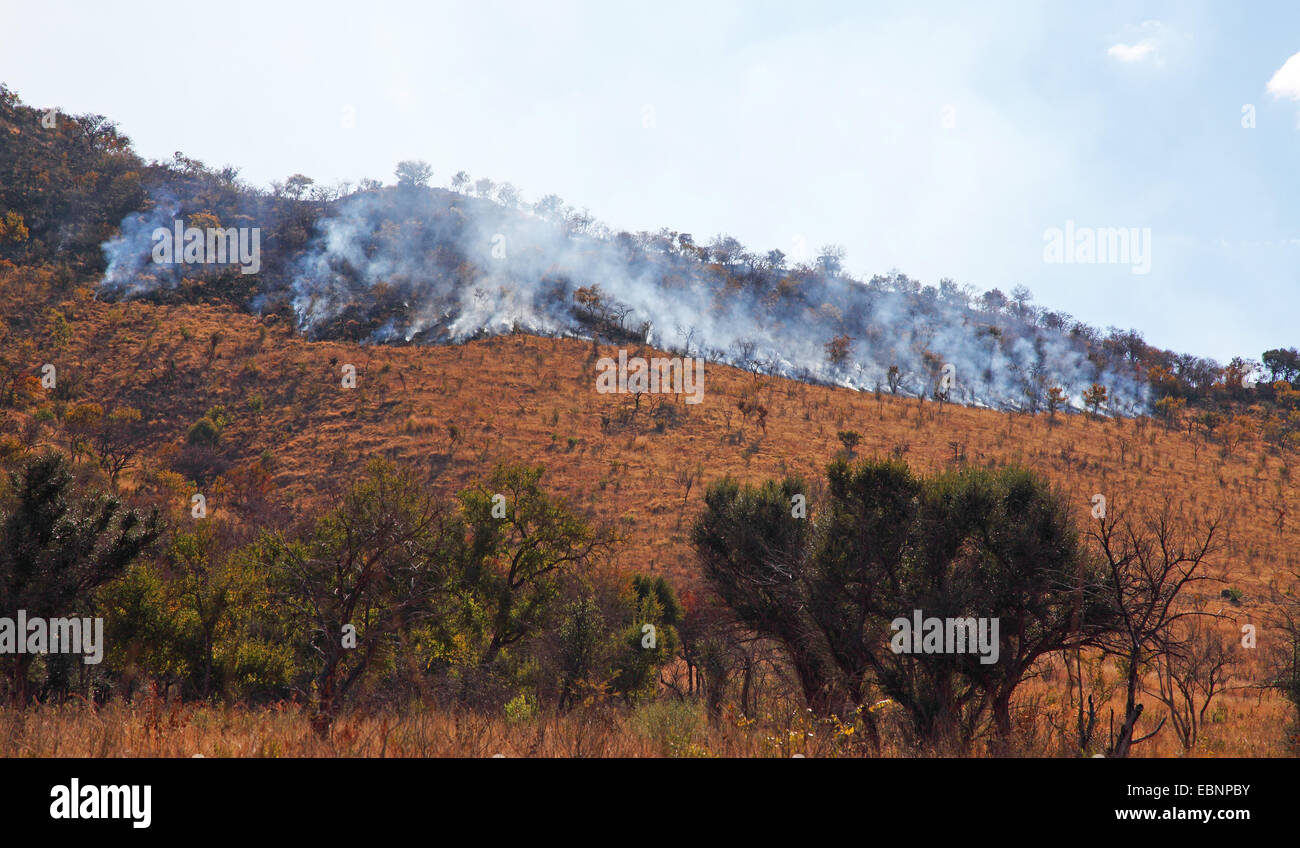 El control de la vegetación por fuego selectiva, Sudáfrica, el Parque Nacional Pilanesberg Foto de stock