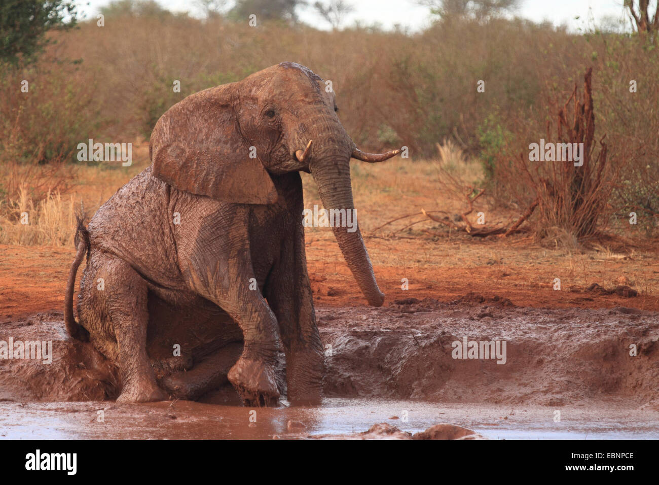 Elefante africano (Loxodonta africana), tomar un baño de barro, Kenya, el Parque Nacional de Tsavo East Foto de stock