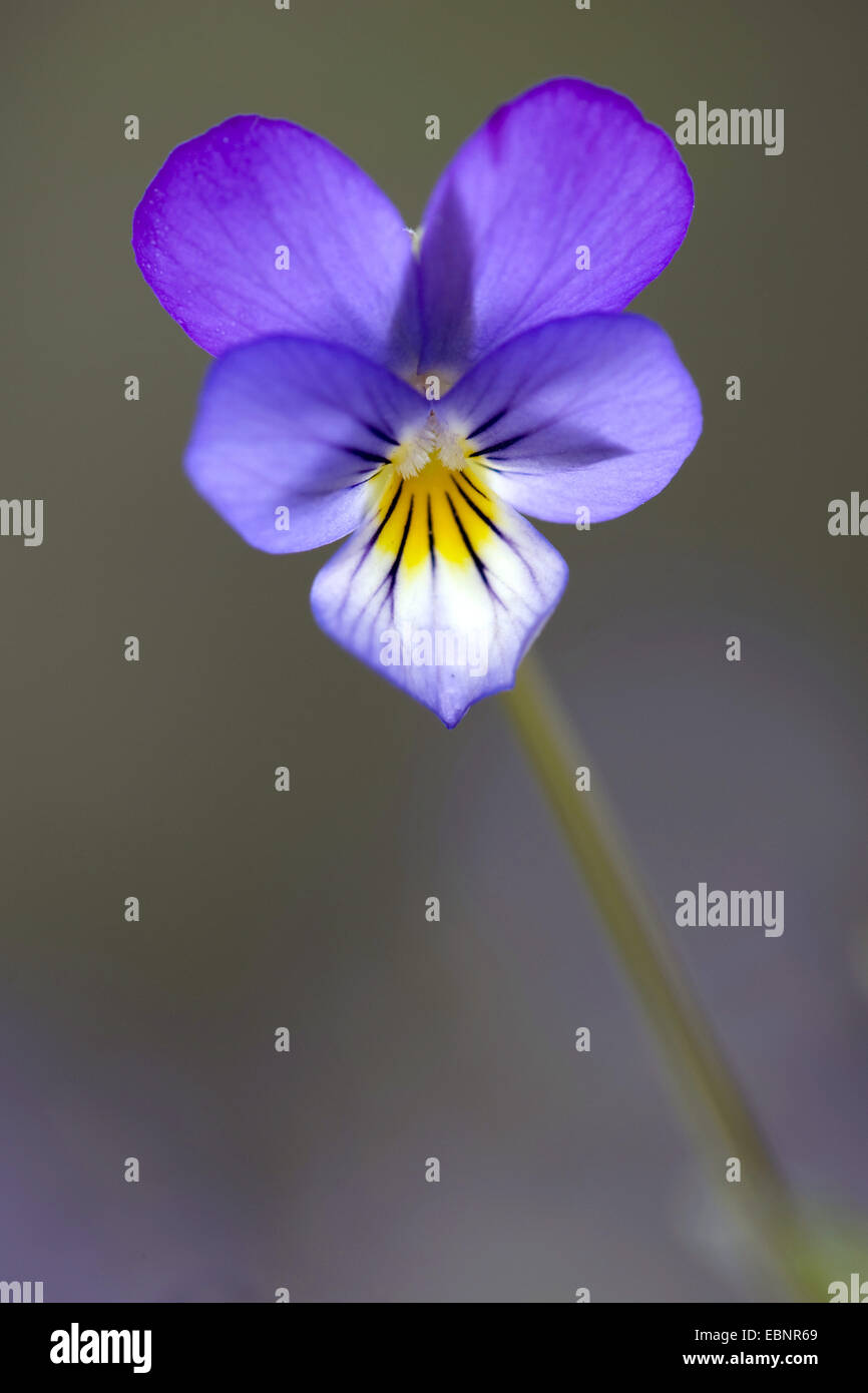 La sencillez de corazón, heartsease, wild pansy, tres de color violeta (Viola tricolor), flor, Alemania Foto de stock