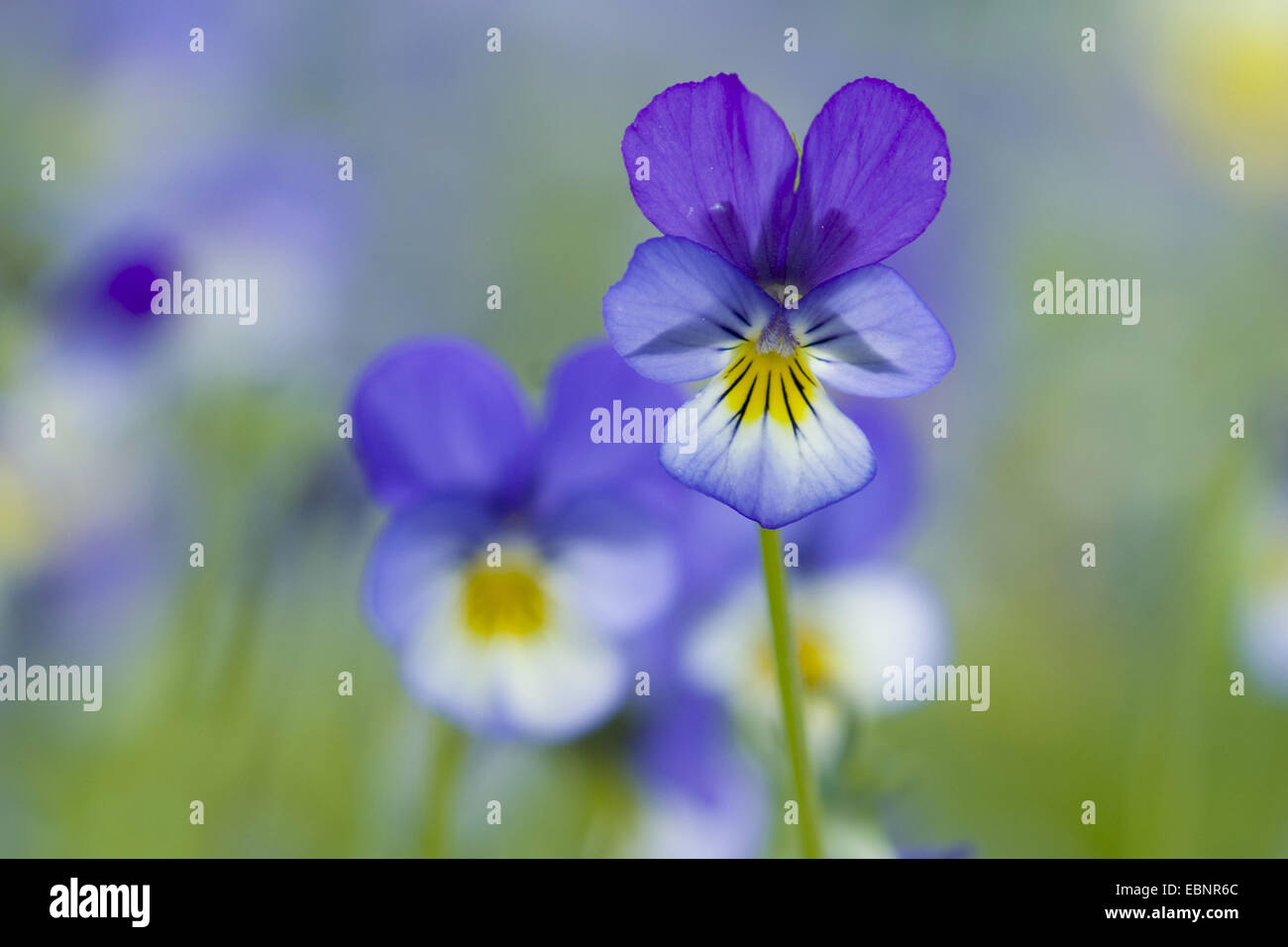 La sencillez de corazón, heartsease, wild pansy, tres de color violeta (Viola tricolor), flores, Alemania Foto de stock