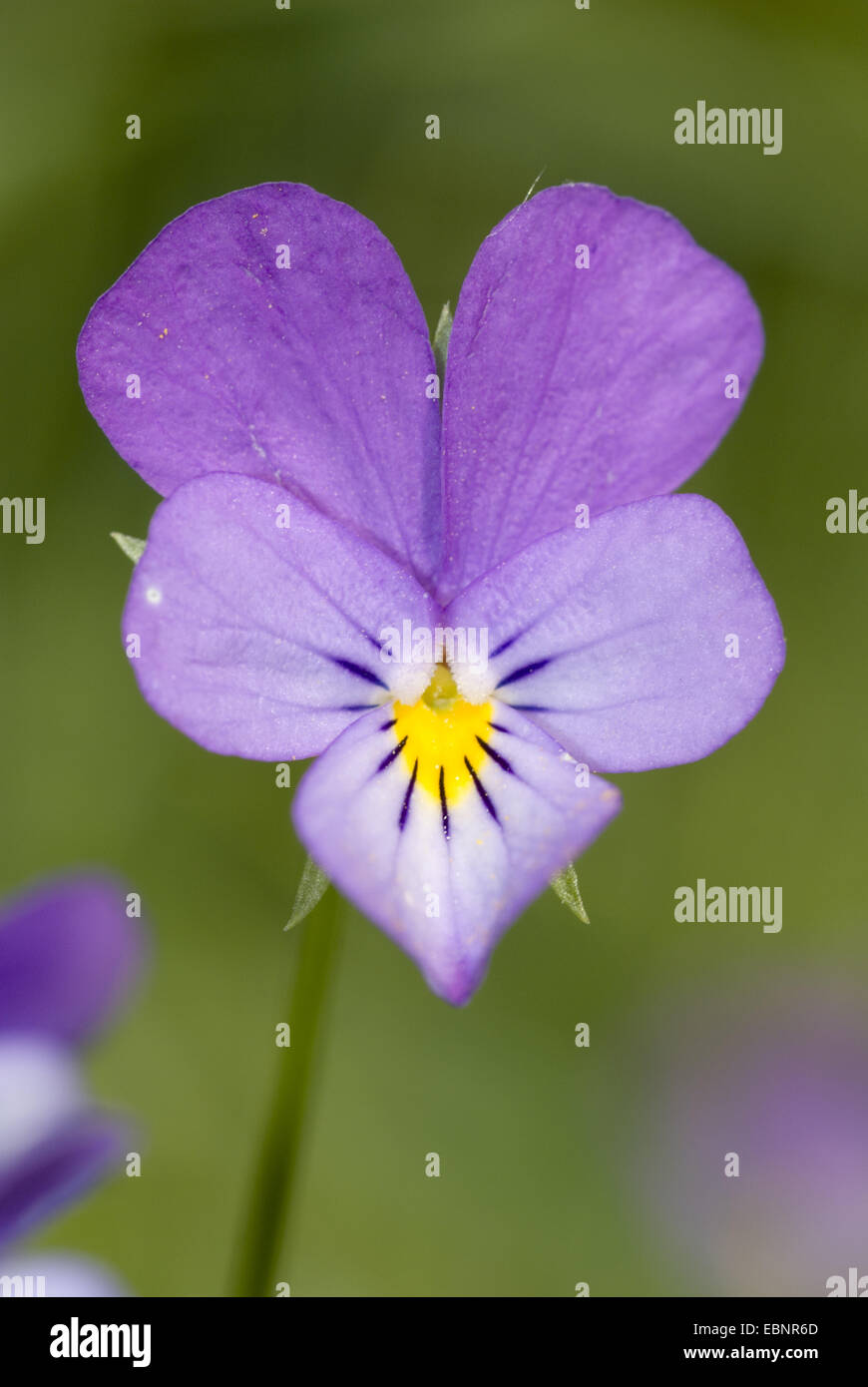 La sencillez de corazón, heartsease, wild pansy, tres de color violeta (Viola tricolor), flor, Alemania Foto de stock