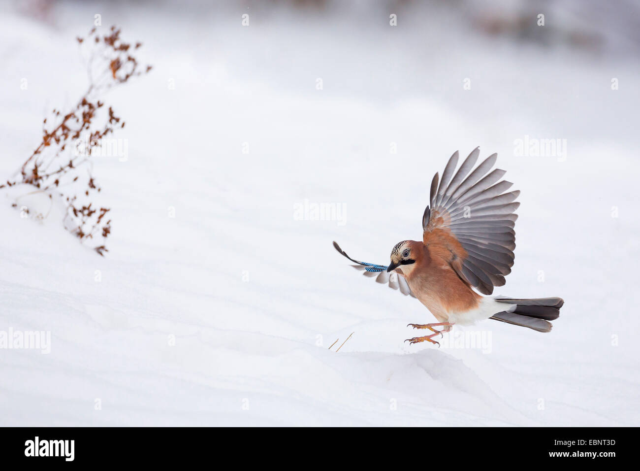 Jay (Garrulus glandarius), aterrizaje en la nieve, Alemania Foto de stock