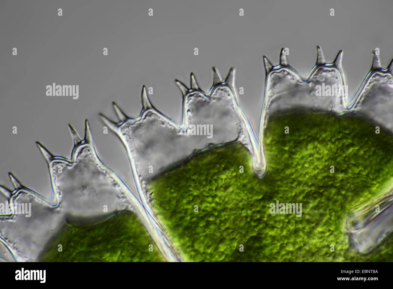 Micrasterias (Micrasterias spec.), en microscopía de contraste de interferencia Foto de stock