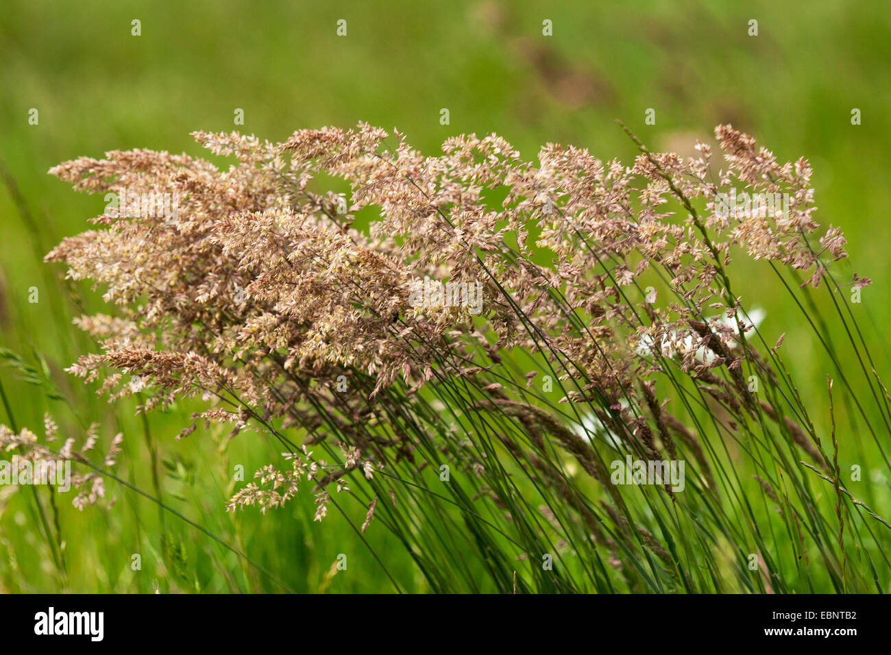 Hierba de terciopelo común, Yorkshire-niebla, arrastrándose velvetgrass (Holcus lanatus), florece en una pradera, Alemania, Baviera, GSN Maeusberg Foto de stock