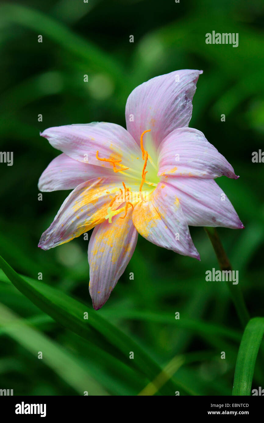 Hada lily, rainflower, zephyr lily, magia, Atamasco lily lily, lluvia lily (Zephyranthes grandiflora), floreciendo Foto de stock