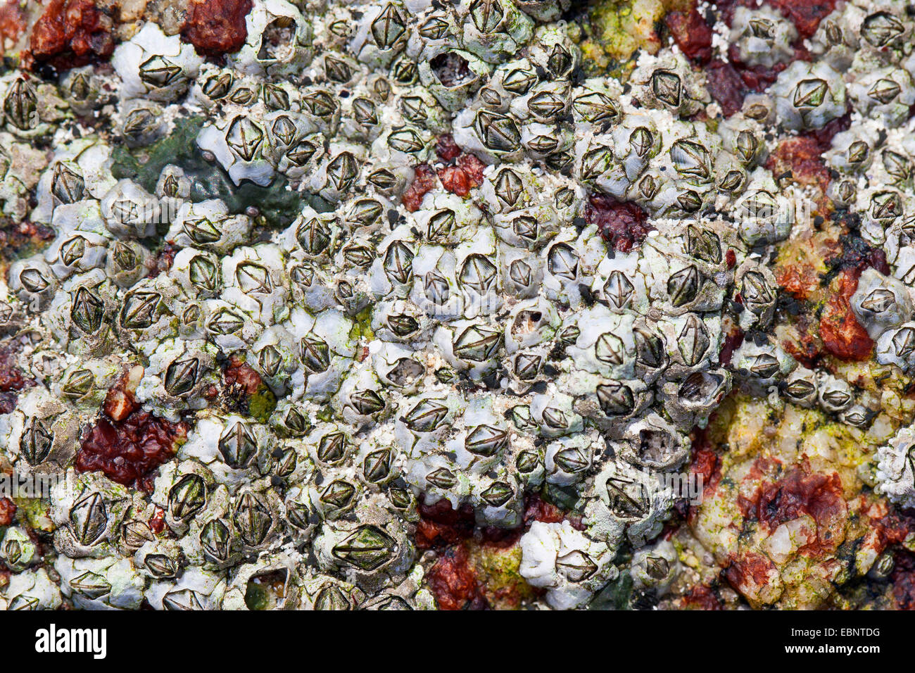 Percebe (modesto Elminius modestus), se adhieren a una roca en la costa, Alemania Foto de stock
