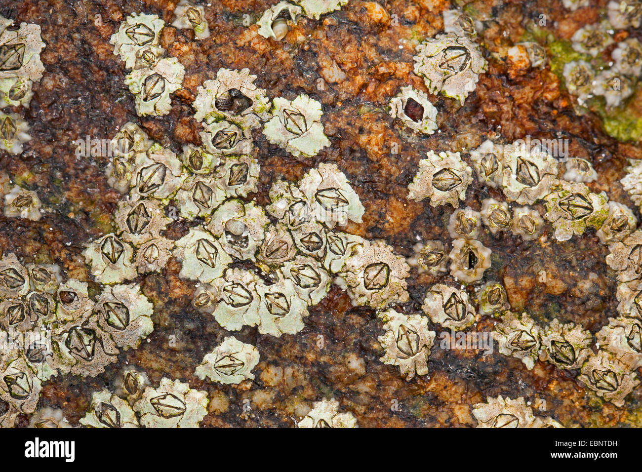 Percebe (modesto Elminius modestus), se adhieren a una roca en la costa, Alemania Foto de stock