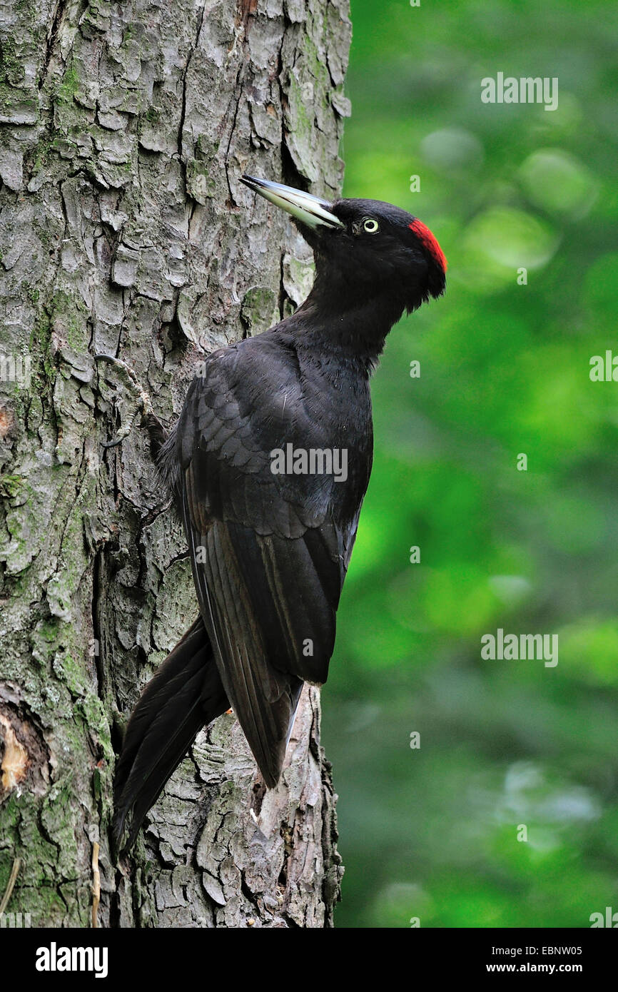 El pito negro (Dryocopus martius), sentado en un tronco de pino, Alemania Foto de stock