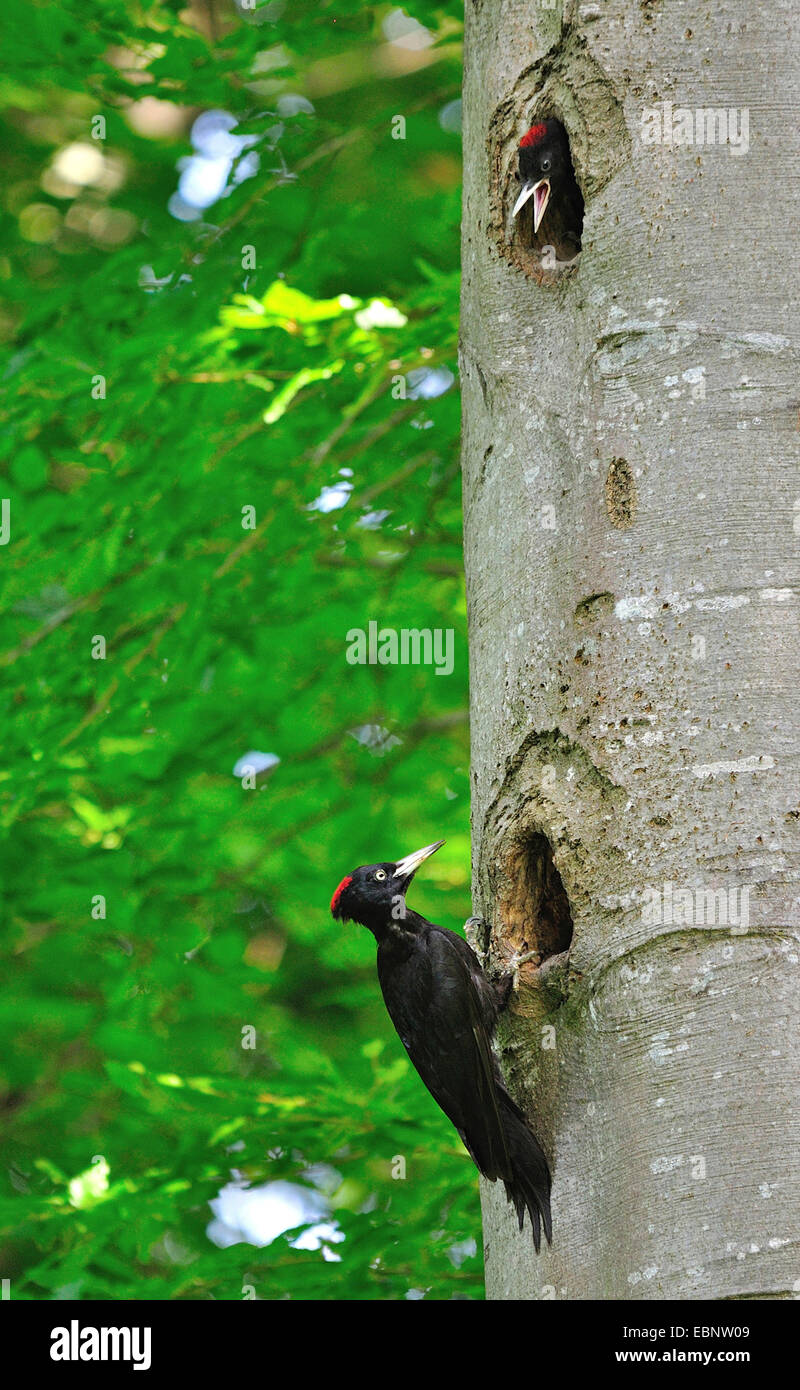 El pito negro (Dryocopus martius), carpinteros negros en sus huecos para nidificar, Alemania Foto de stock