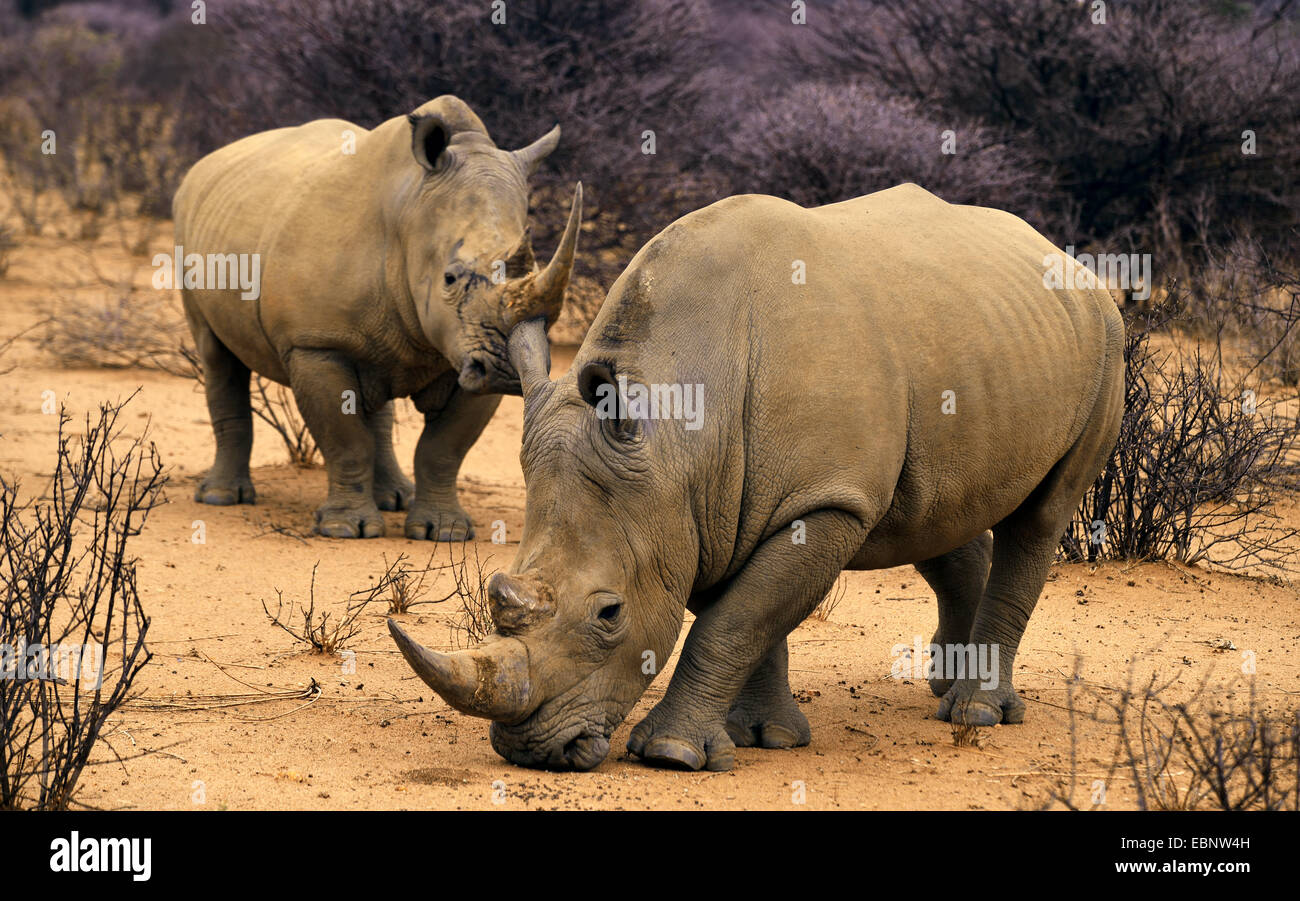 El rinoceronte blanco, cuadrado-labiado, Rinocerontes Rinoceronte de hierba (Ceratotherium simum), rinocerontes twi, Namibia buscando alimentos Foto de stock