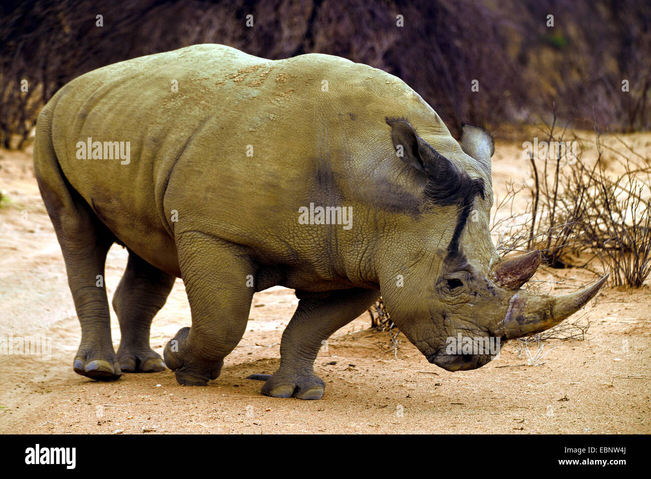 El rinoceronte blanco, cuadrado-labiado, Rinocerontes Rinoceronte de hierba (Ceratotherium simum), va en el suelo arenoso, Namibia Foto de stock