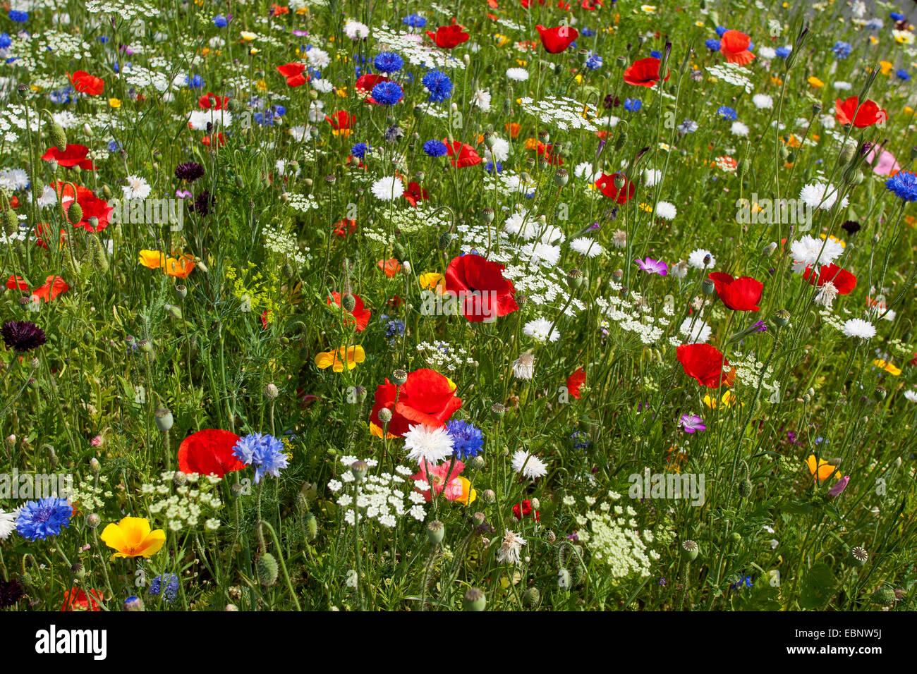 Colorida flor meadow con amapola y acianos, Alemania Foto de stock