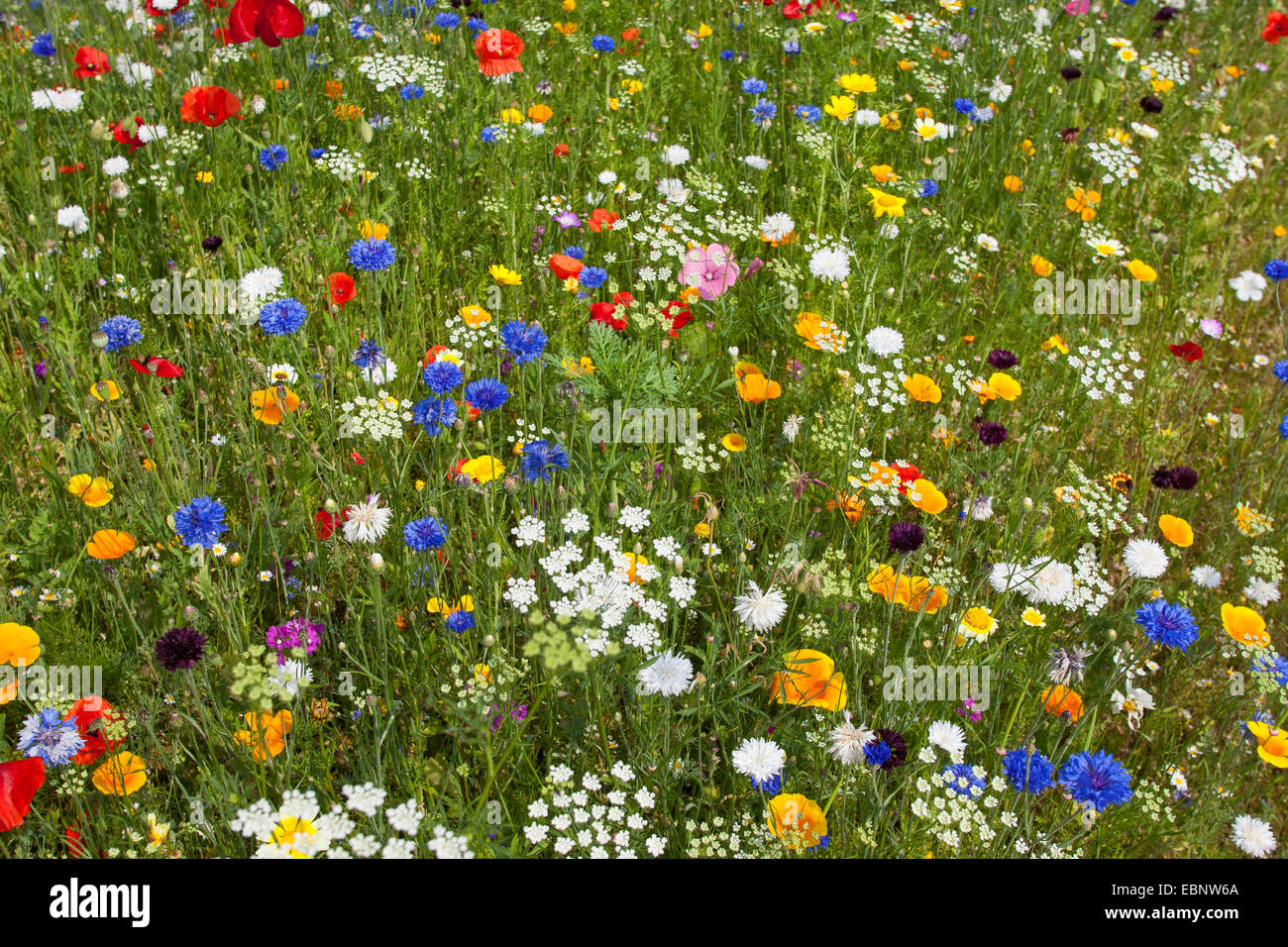Prado de flores coloridas con adormidera, acianos snd Eschscholzia, Alemania Foto de stock