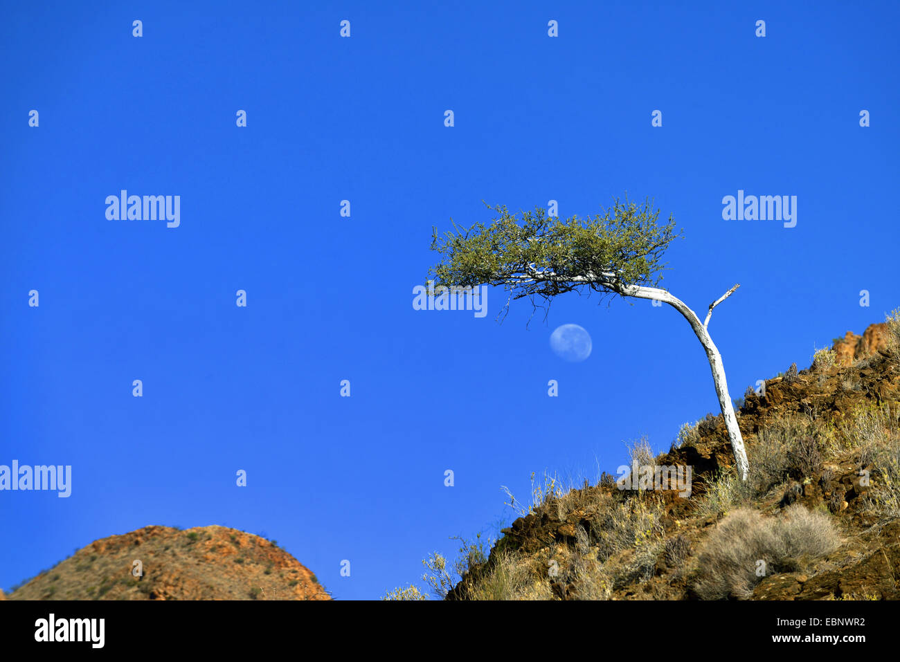 Mañana en el parque nacional de las montañas de Naukluft Naukluftberge, Namibia, Namib Naukluft National Park Foto de stock